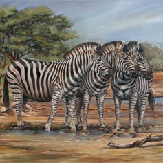 Zebras 2 (800 x 600mm )